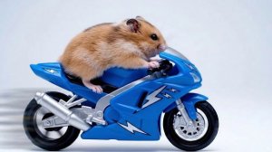 Хомяк на скорости
