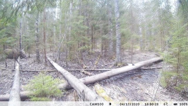 Лоси пришли на солонец для лося.Семья Лося на солонце.Лосиха говорит