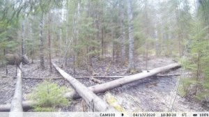 Лоси пришли на солонец для лося.Семья Лося на солонце.Лосиха говорит