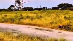 Царь зверей 😉