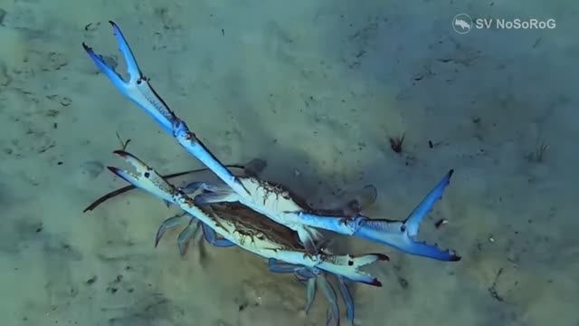 Чем отличается окраска самца и самки Голубого плавающего краба (Blue crab) — Callinectes sapidus ?