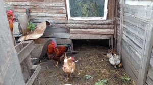 Зимой будет вкусно. Погода не даёт работать🥔🥔.