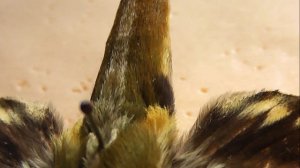 БРАЖНИКИ: 639. Xylophanes mariae