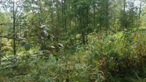 Полынь и Пижма в народной медицине. О чём молчат травники_