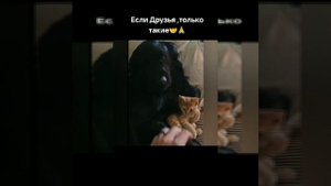 ЕСЛИ ДРУЗЬЯ, ТОЛЬКО  ТАКИЕ..