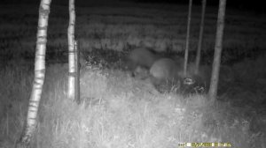 Feral hog attacks a wild boar|Animal fight