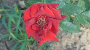 19=09=2025  кмр   (79)