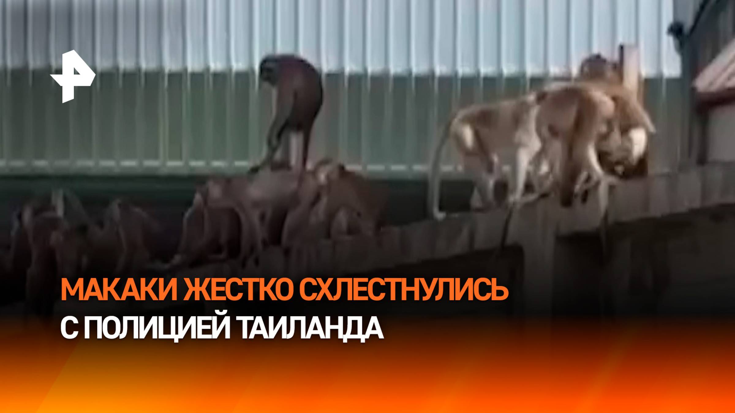 Более 100 макак-малышей напали на отдел полиции в Таиланде