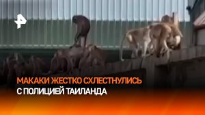 Более 100 макак-малышей напали на отдел полиции в Таиланде