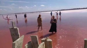 Сасык-Сиваш соленое розовое озеро. Бабье лето 2025. Розовый фламинго. Крым