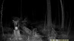 Стадо лосей пробуют солонец в лесу