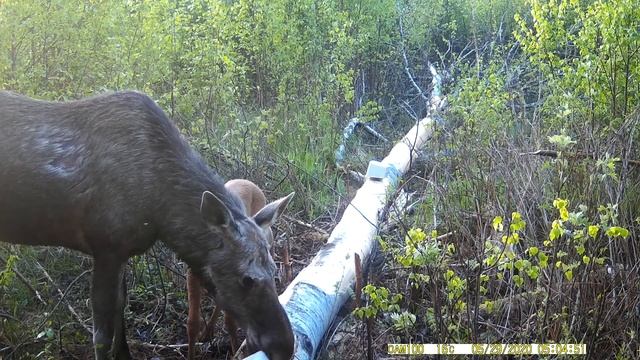 Лосиха и её лосёнок мирно отдыхают на солонце