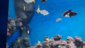 Посещение " Москвариума" ( 20 сентября)