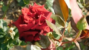 19=09=2025  кмр   (77)