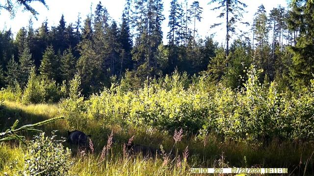 Дикий кабан в лесу видео |Стадо кабанов в лесу пробегают по поляне