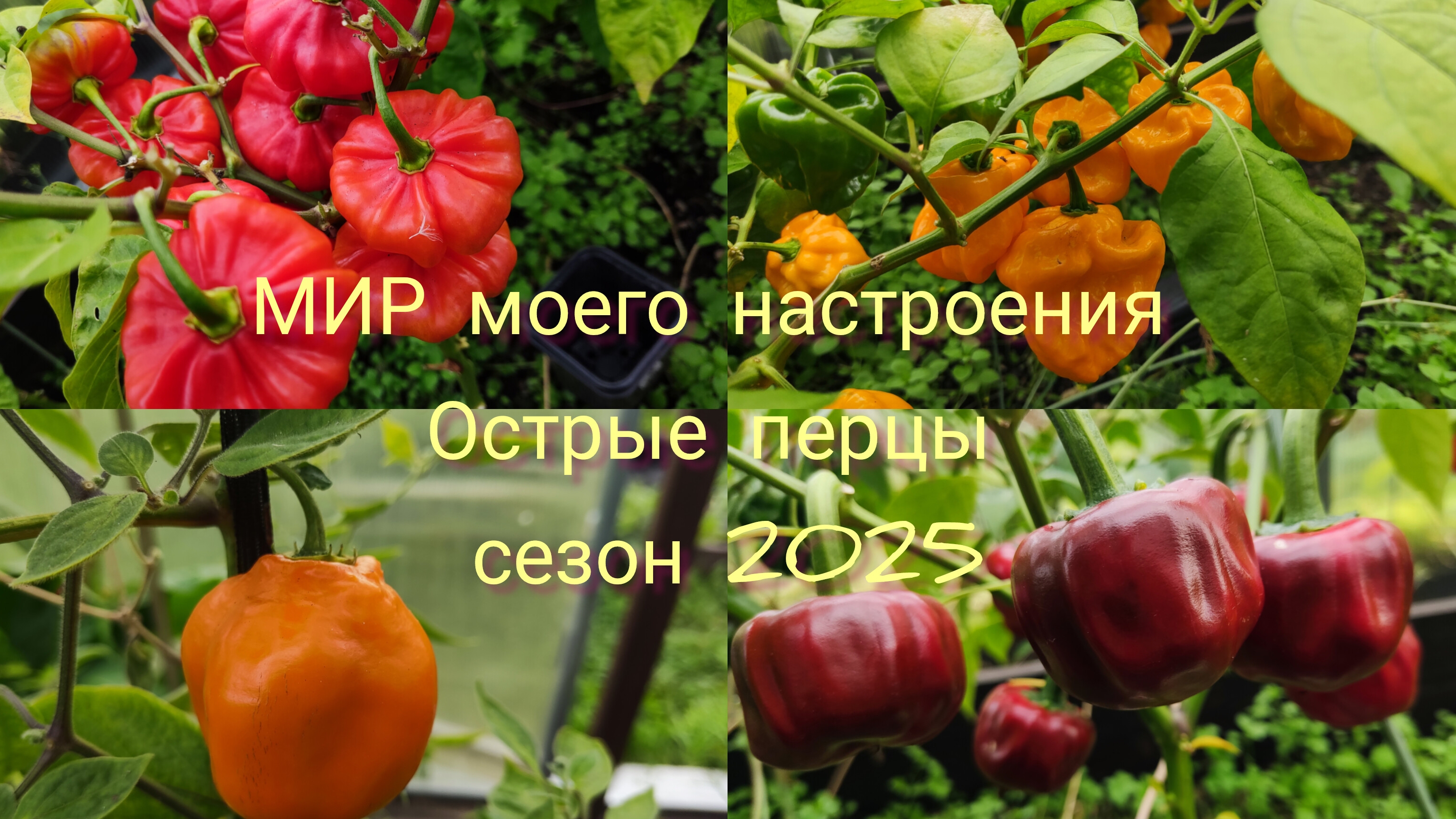 18.09.25 Дача.Острые перцы сезон 2025