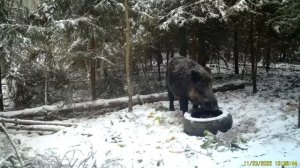 Кабан секач на кормушке