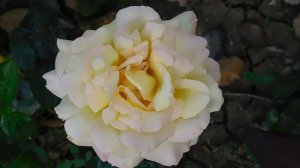 19=09=2025  кмр   (72)