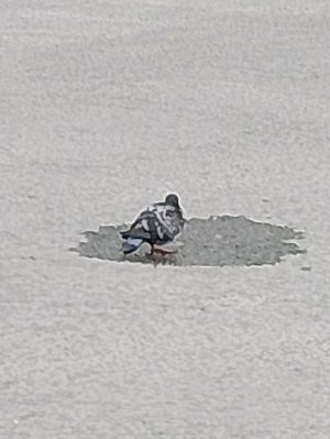 я голубь который собирает лего