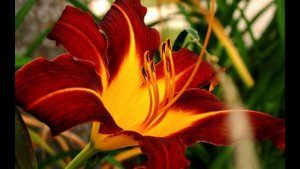 Девушке из Парижа (Suno AI)