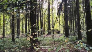 Подмосковный лес, сентябрь🌳🌲🌳🍃🍂 15.09.2025