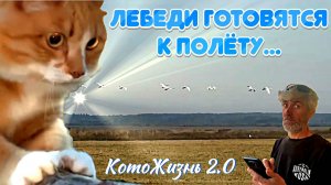 Котики, коровы и яблоки, взвешиваем коров, пастушья кошка Жаба, лебеди готовятся, Ингальская долина