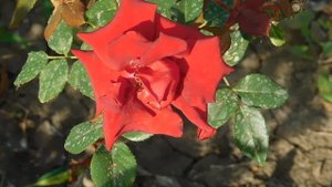 19=09=2025  кмр   (81)