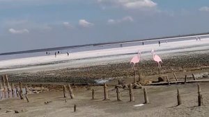 Озеро Сасык-Сиваш. 17.09.25. Крым