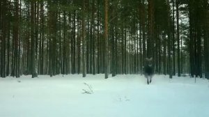 Как дикий лось бегает по снегу в  зимнем лесу