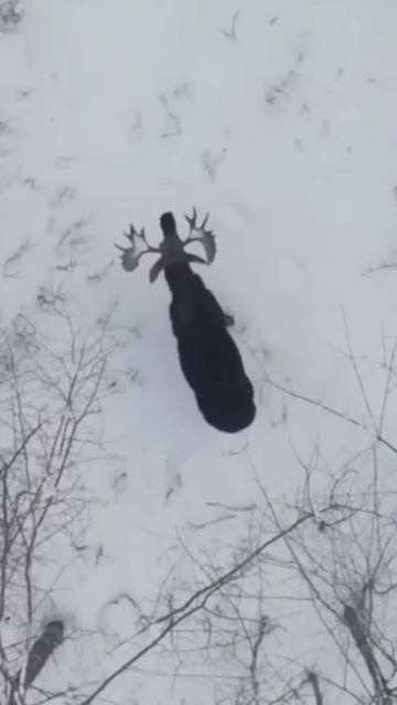 Как лось сбрасывает рога