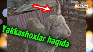 Avstraliyadagi yakkashox qo‘y haqida ma'lumot !!!