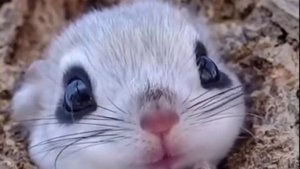 Японский фотограф поймал в кадр самое милое существо на планете