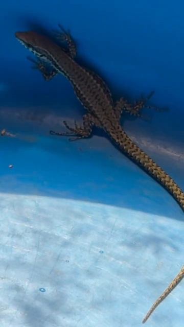 Незваный гость 🦎