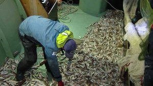 Крупнейшая в Сочи рыболовецкая артель рискует потерять свою базу