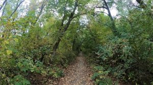 ПРОГУЛКИ ПО ОМСКУ. Я В ОСЕННЕМ ЛЕСУ....