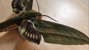 БРАЖНИКИ: 635. Xylophanes huloti