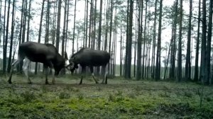 Гон у лосей. Битва лосей на гону за самку