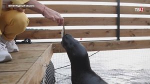 В Петербурге привыкших к человеку нерп хотят выпустить на волю / События на ТВЦ