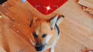 1000035087.mp4 (Собака наблюдает за устройством откосов у оконных проёмов з/фронтона дома А-фрейм)