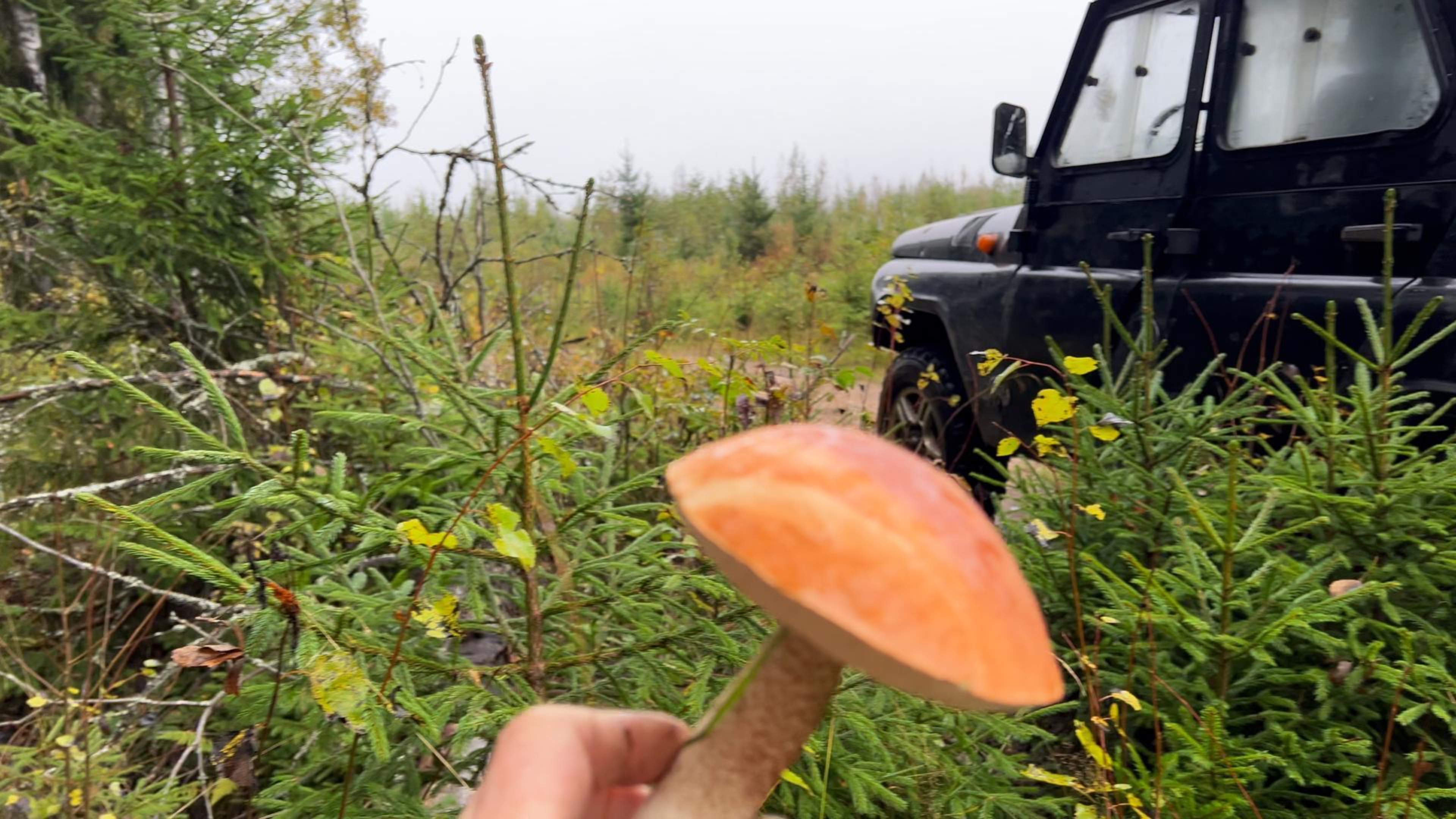 Грибы сентябрь Выборгский район