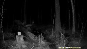 Лоси пробуют солонец в лесу