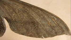 БРАЖНИКИ: 645. Xylophanes rhodocera