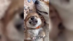 Спокойной ночи, Друзья!