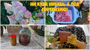 Лучшая подкормка гортензиям! Вино и настойка весёлки. Разобрал колхоз. Пересадила Антуриум