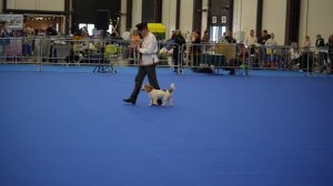 1000013936.mp4.Юрий Шехов.Мати.Чемпионат России по танцам с собаками.К.В.Ц  ,,Экспофорум'.Санкт-Пет.