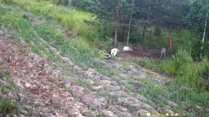 Кабан на кормушке | дневная съемка