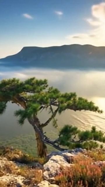 ОДИНОКОЕ ДЕРЕВО / Крым #жизньнаморекрым #море #крым смотреть онлайн