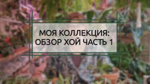 МОЯ КОЛЛЕКЦИЯ РАСТЕНИЙ. ХОЙЯ. ОБЗОР ЧАСТЬ 1