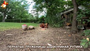 Куры несушки свободного выгула и их обычная куриная рутина – эпизод (719)