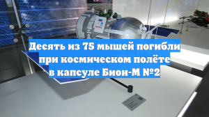 Десять из 75 мышей погибли при космическом полёте в капсуле Бион-М №2